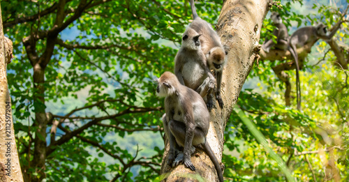Canvas Print Gray hanuman langurs on a tree
