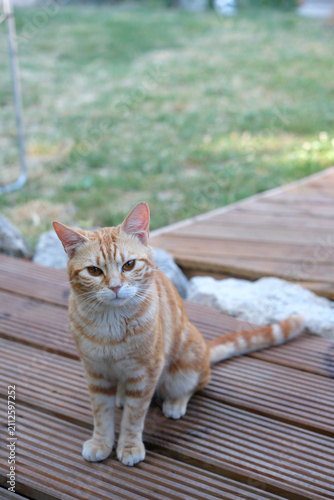 фотографія Semi-feral orange cat resting on a wooden deck