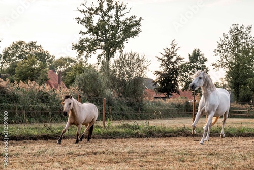 Fotografía Two white horses running in a fenced grassy pasture near farm buildings and tree
