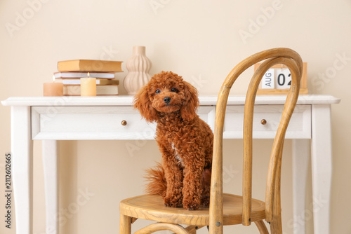 Cute red toy poodle dog sit...