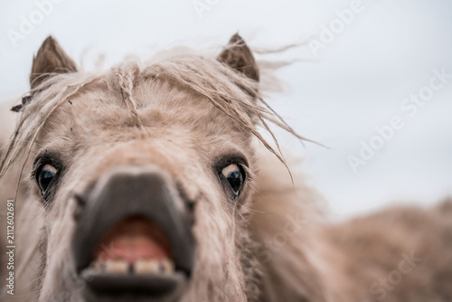 Obraz na płótnie Close-up portrait of a shaggy pony revealing teeth and a curious expression, wet