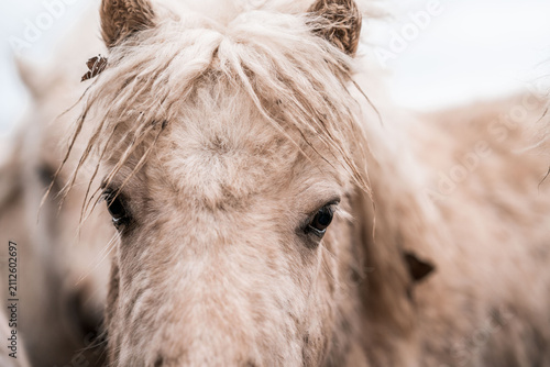Obraz na płótnie Close-up portrait of a shaggy cream-colored pony with thick mane and gentle eyes