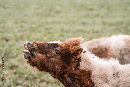 Принти на полотні Close-up of a brown and white calf lying in a grassy pasture with head tilted ba