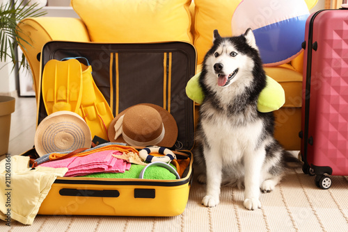 Siberian husky dog wearing ...