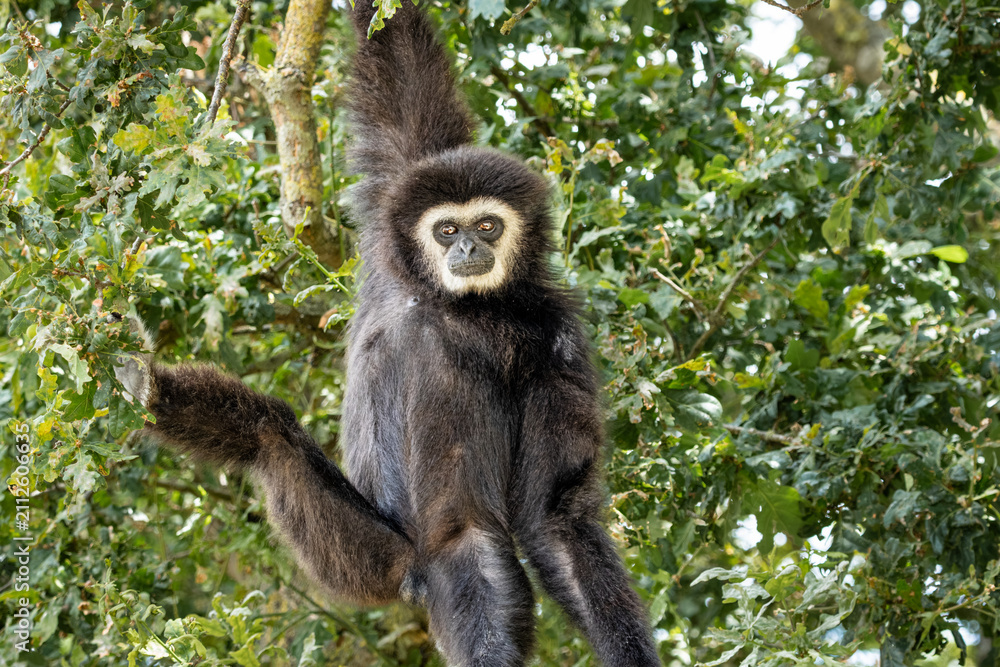 Fototapeta premium A male Lars Gibbon in a tree