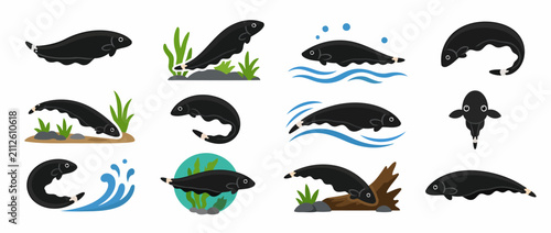 Konstfotografi Illustrated platypus in various dynamic poses and actions.