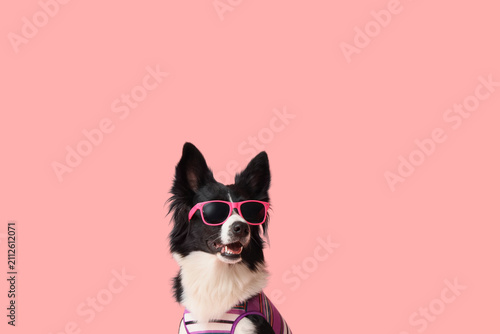 Cute Border Collie dog in s...