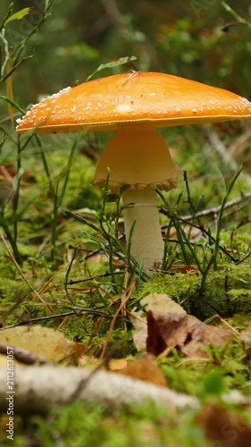 Close up of wild fungus in woodland with focus pull vertical pan