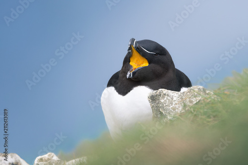 Razorbill with mouth wide open