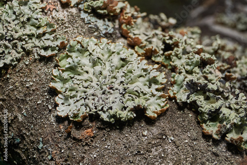 Fotografi Parmelia sulcata (lat