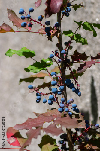 Принти на полотні Blue waxy berries of Mahonia aquifolium growing on an evergreen Oregon Grape shr
