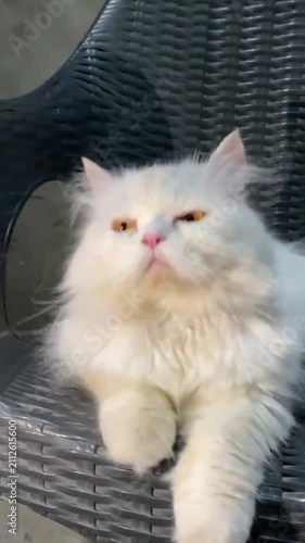 Charming white cat sitting on a garden chair