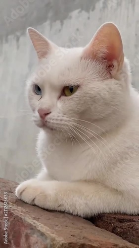 White cat with heterochromia eyes resting on brick wall