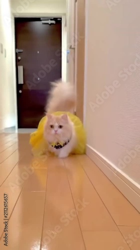 Fluffy cat wearing yellow dress walking on wooden floor
