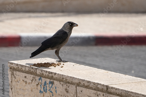 Photography A Jackdaw Eating Cat Food