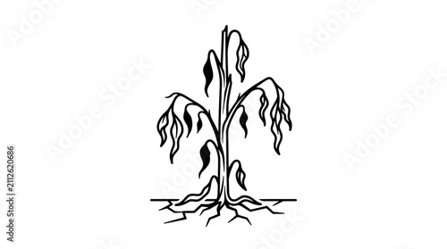 Canvas Print Drought stricken plant with withered leaves and exposed roots on cracked dry ear