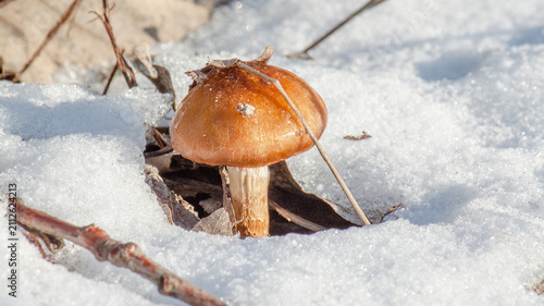 Foto mushrooms in snow