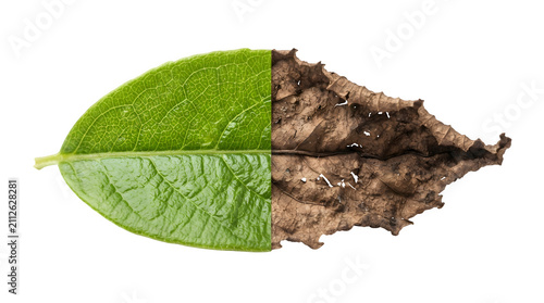 Split Leaf Showing Half Fresh Green and Half Dry Withered Brown Isolated on Transparent Background