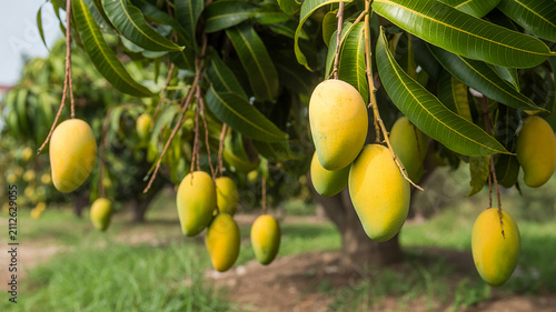 Ripe Mangoes Hanging from Branches of a Mango Tree in an Orchard fruit tropical