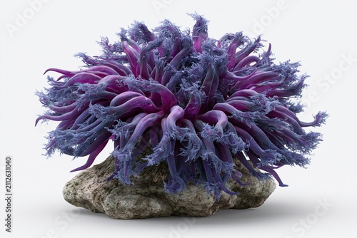 Purple Sea Anemone On Rock Studio Shot