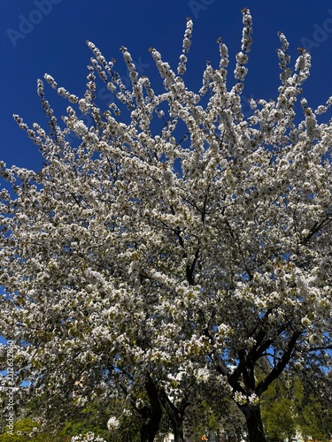 Bild auf Leinwand blooming cherry tree