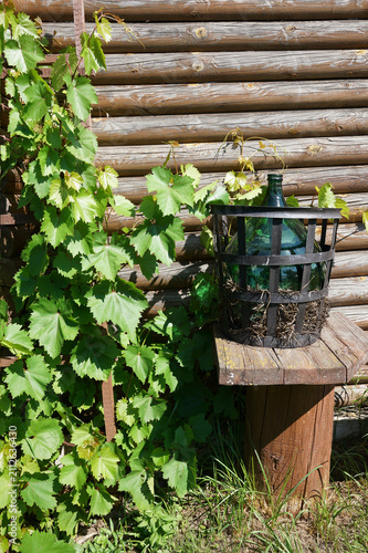 Obraz na plátne Vintage glass carboy demijohn and green grapevine near a wooden log wall