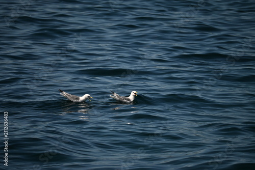Canvastavla seagull in the water