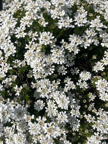 withe flower 
