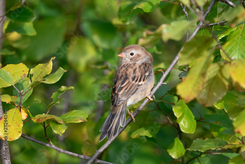 Foto Field sparrow perched on a branch in early autumn, USA