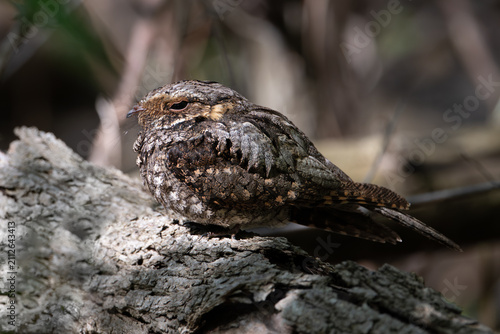 Fotografía Eastern whip-poor-will roosting on a log in spring, USA
