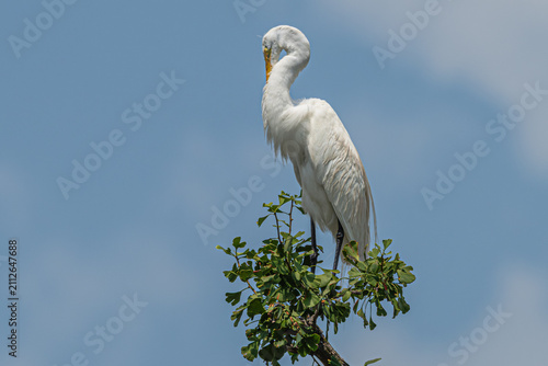 Obraz na plátně Great egret preening as it perches atop a tree.