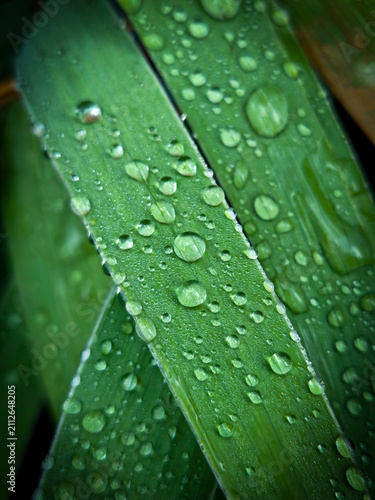 Fotografie dew on leaf