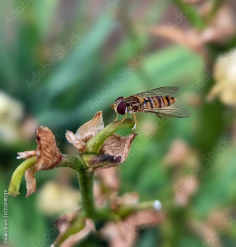 Obraz na płótnie Bee on a leaf