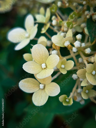 Obraz na płótnie yellow flowers