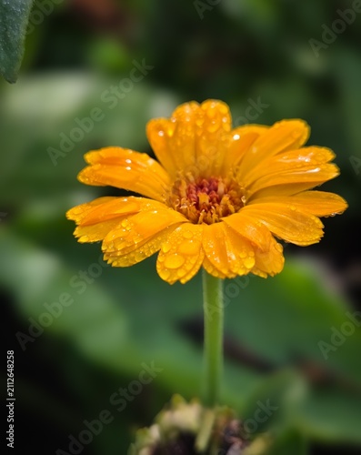 Obraz na płótnie orange flower