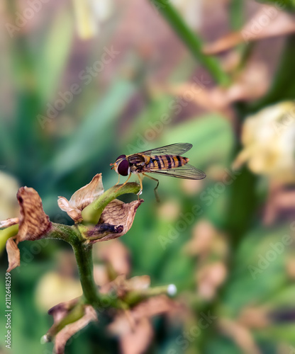 Obraz na płótnie a small bee on a flower