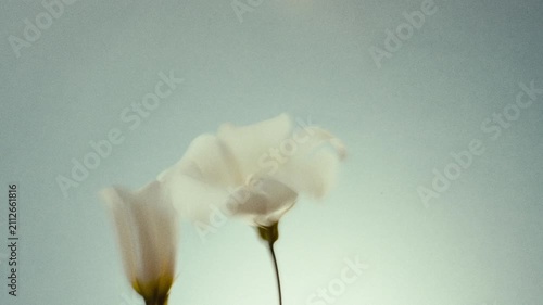 Dreamy Blurred Wildflowers
