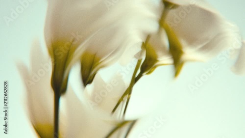 Dreamy Blurred Wildflowers