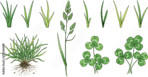 Hand drawn green grass vector illustration set featuring lawn tufts with roots botanical wild meadow stalks and lucky green clovers