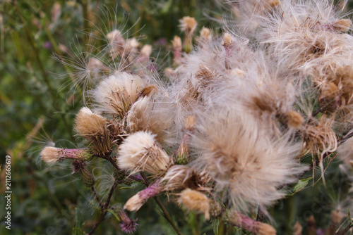Foto Macro view of fluffy creeping thistle seeds ready to fly