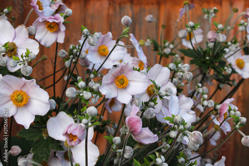 Konstfotografi Vibrant perennial anemone flowerbed with a tiny insect on a petal