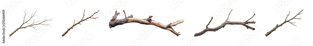 Fototapeta premium PNG Collection of dry branches on transparent background