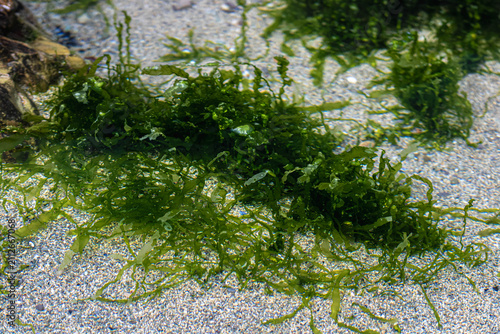 Photography Close-up view of bright green marine algae growing on a sandy underwater ocean floor