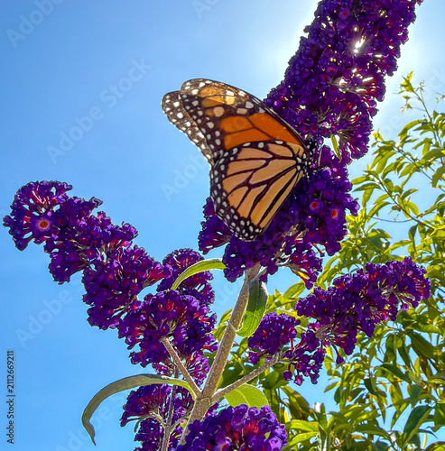 Monarch Butterfly (Danaus plexippus) Feeding on Purple Buddleja Flowers in a Garden