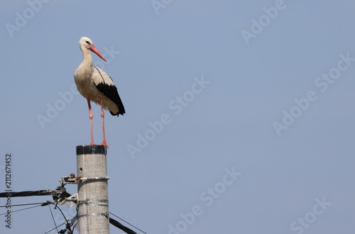 Cuadro en lienzo White stork perched atop a utility pole against a soft blue sky.