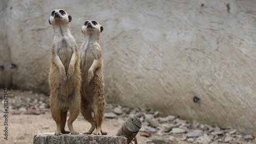Two meerkats standing upright and alert on a raised platform, looking upward in a naturalistic enclosure.