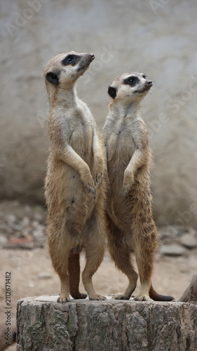 Fotografie Two meerkats standing upright and alert on a raised platform, looking upward in a naturalistic enclosure