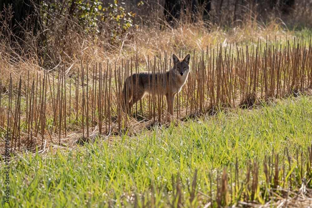 Fototapeta premium Coyote stands in harvested field among tall dry straw stalks. Green grass grows in foreground. Animal looks alert, ready for hunt. Sun shines brightly on wild canine.