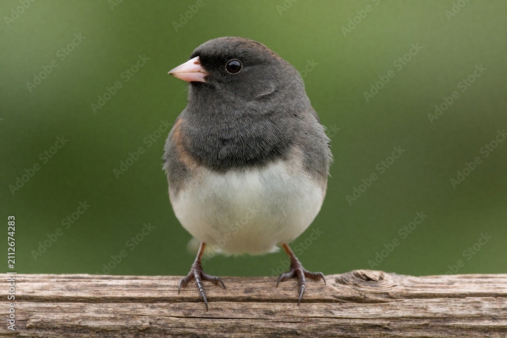 Obraz premium Small dark eyed junco bird perches on brown wooden log outdoors. Songbird with grey plumage, white belly looks left in natural forest environment. Cute wild avian animal sits still on branch during
