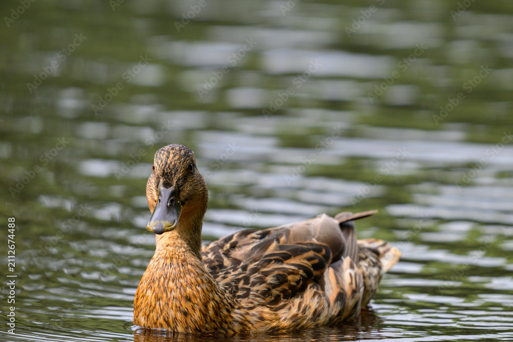 Fototapeta premium Brown duck swims calmly on green water. Feathers show natural patterns and tones. Water ripples softly around the duck. Head turned slightly to the left. Light highlights its smooth, wet plumage